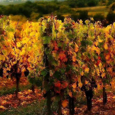 Le Chai De Mario Sadirac