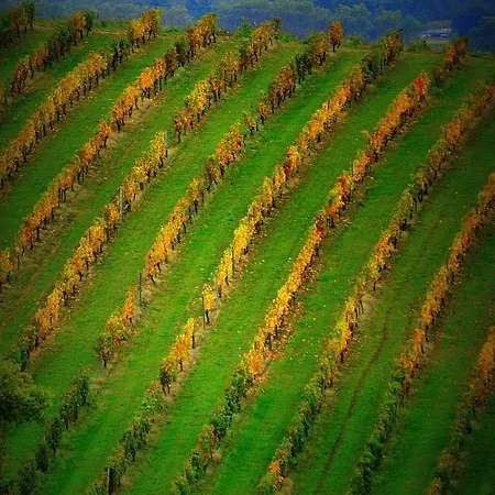 別荘 Le Chai De Mario Sadirac