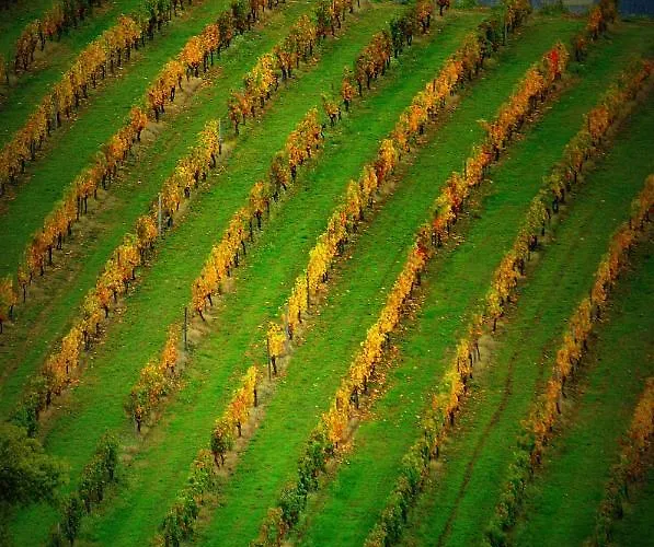 Hébergement de vacances Le Chai De Mario Sadirac
